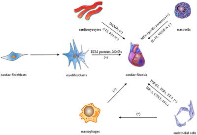 Cardiac Fibrosis: Cellular Effectors, Molecular Pathways, and Exosomal Roles